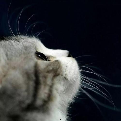 吃瓜娱乐酱抱枕猫,吃瓜娱乐酱带你领略萌宠魅力  第2张 吃瓜娱乐酱抱枕猫,吃瓜娱乐酱带你领略萌宠魅力  第2张